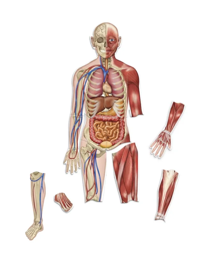 Oboustranné magnetické lidské tělo