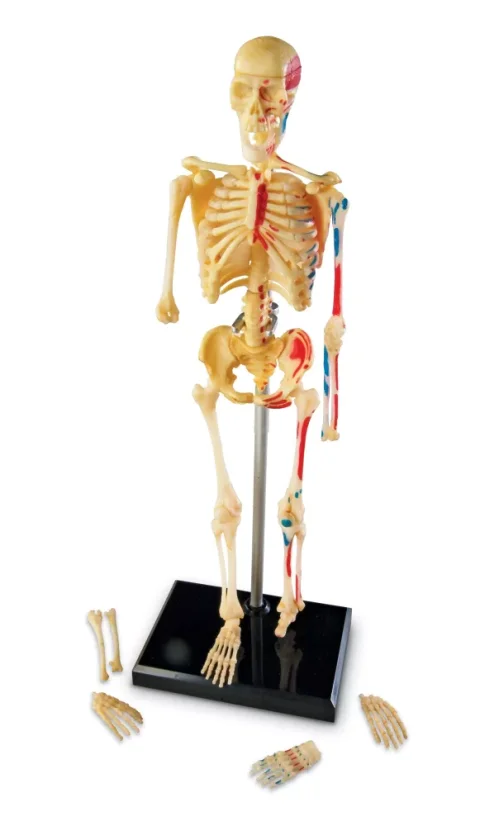 Anatomický model lidské kostry