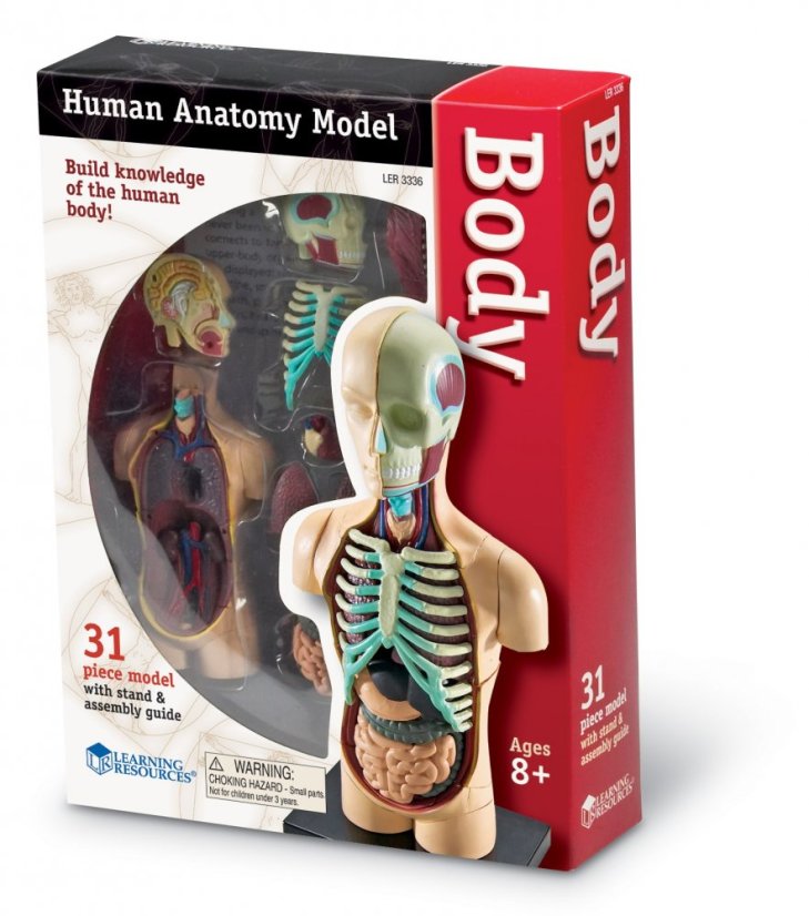 Anatomický model lidského těla