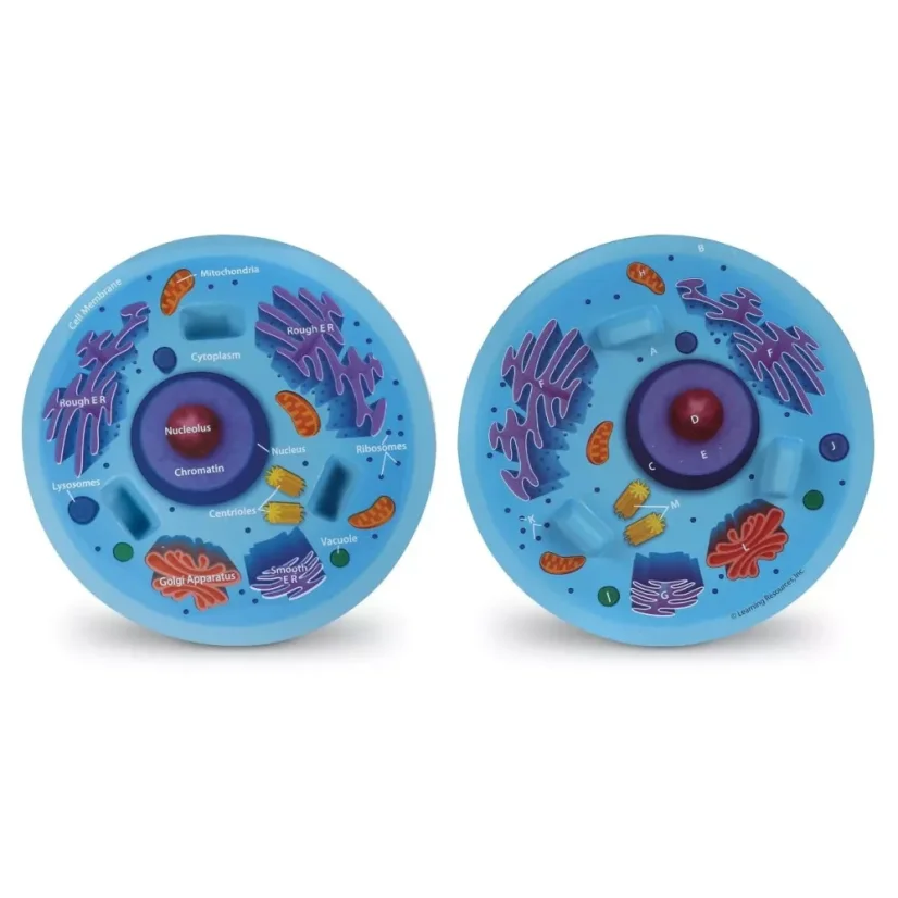 Řez živočišnou buňkou