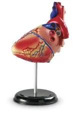 Anatomický model srdce