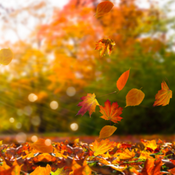 Podzim 🍂 - Sento Sphere