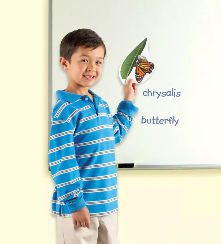 Magnetický životní cyklus - Motýl