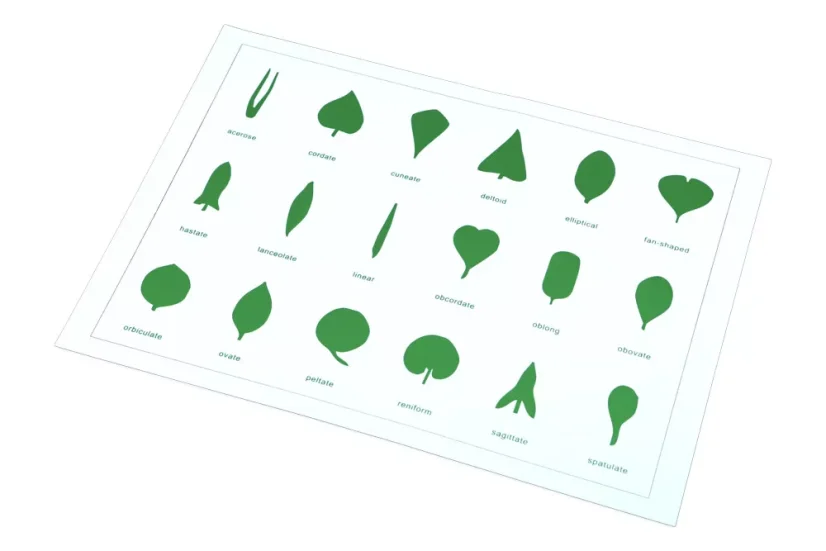 Tvary listů (karta)