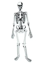 Pěnová puzzle kostra