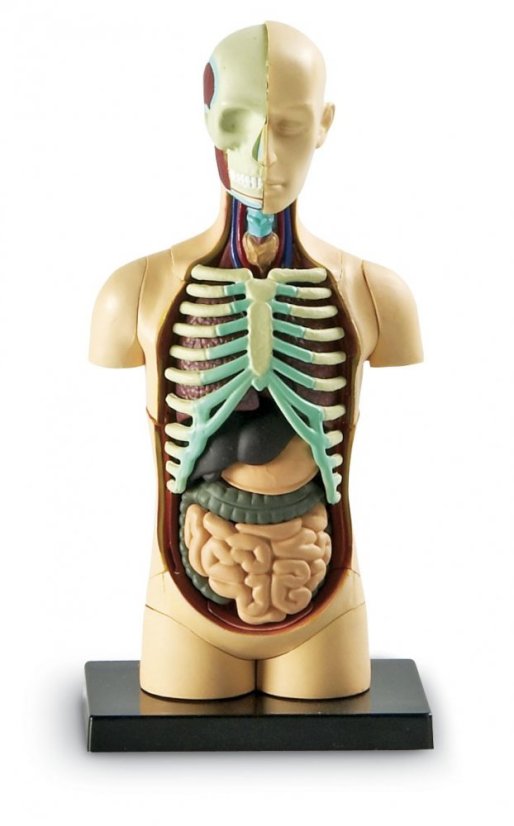 Anatomický model lidského těla