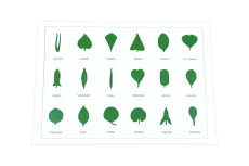 Tvary listů (karta)