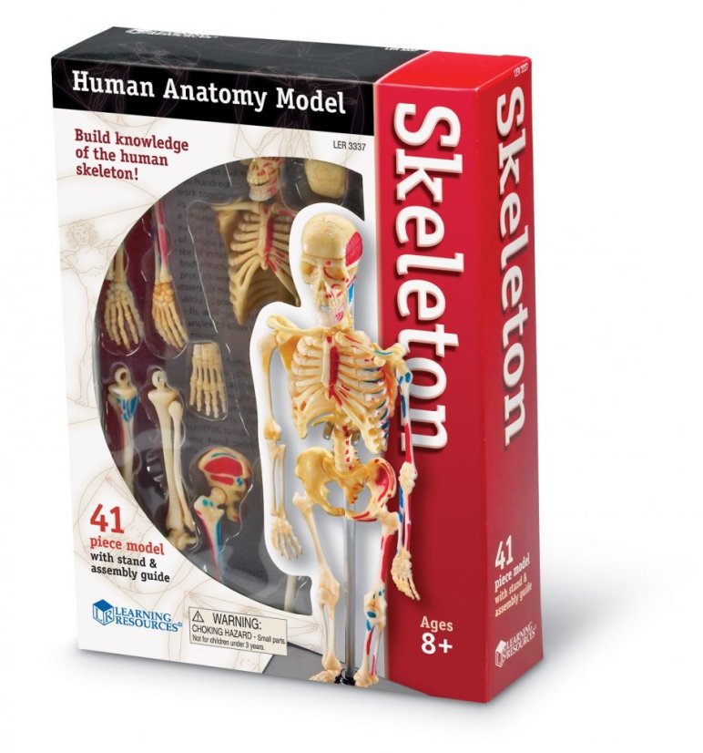 Anatomický model lidské kostry
