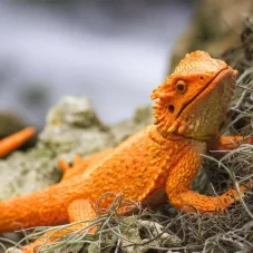 Figurka - Agama vousatá