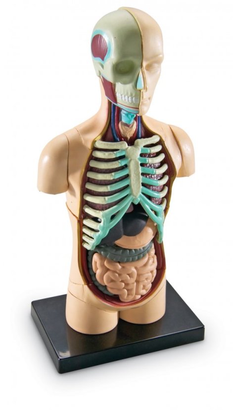 Anatomický model lidského těla