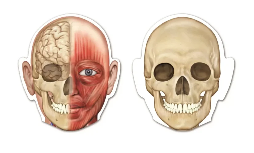 Oboustranné magnetické lidské tělo