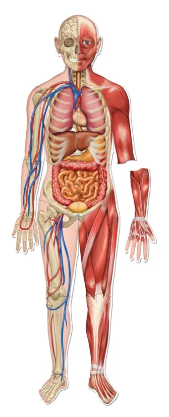 Oboustranné magnetické lidské tělo