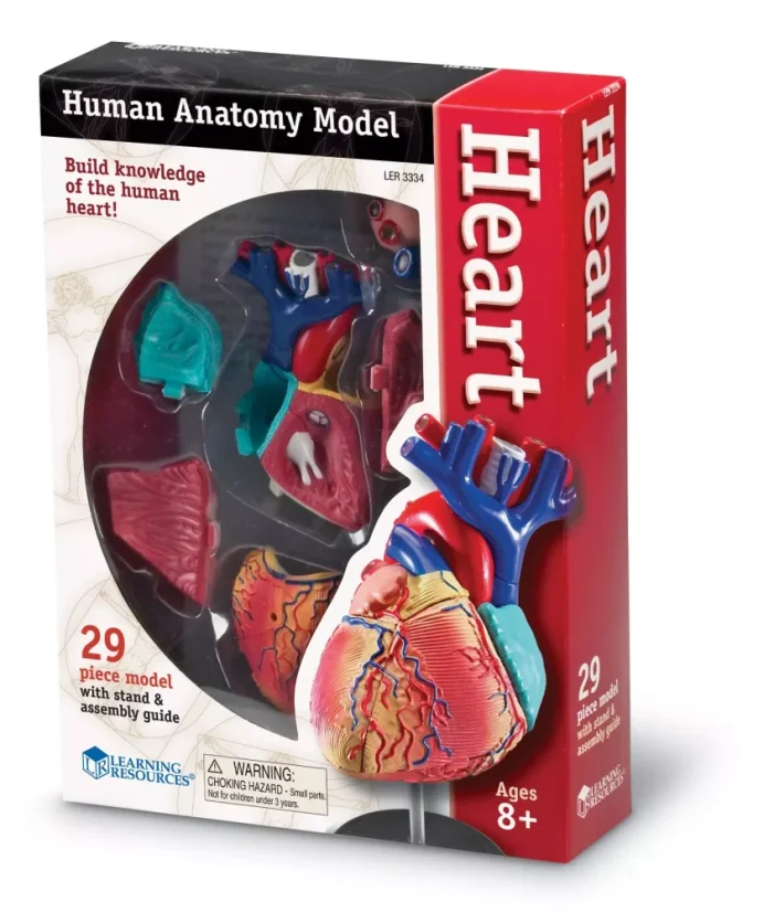 Anatomický model srdce