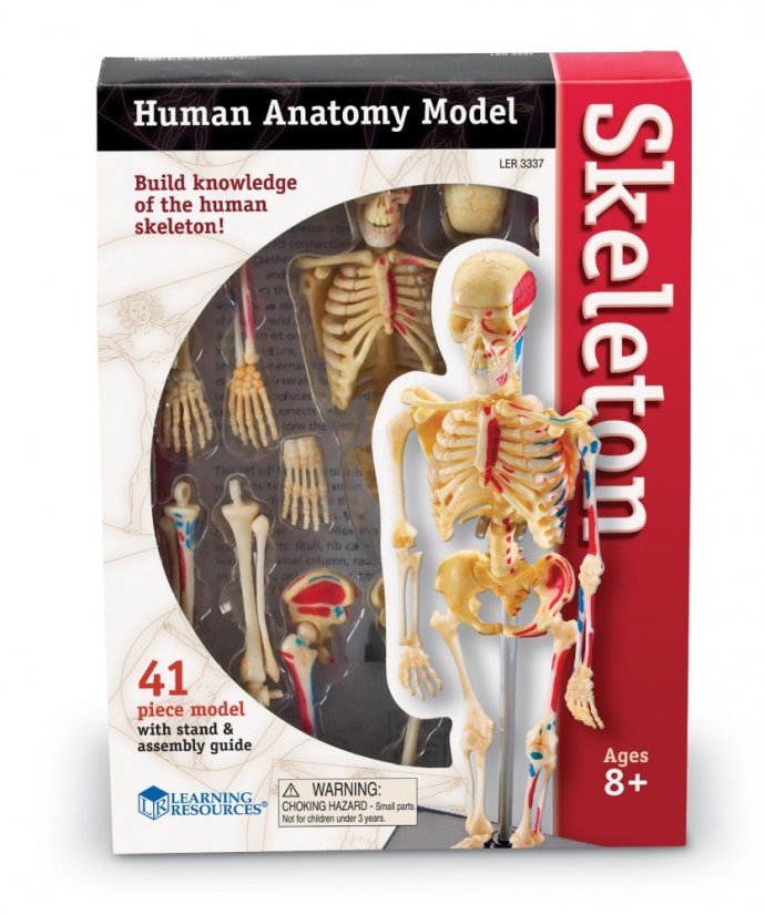Anatomický model lidské kostry