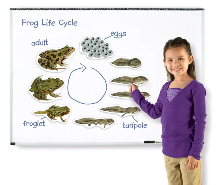 Magnetický životní cyklus - Žába