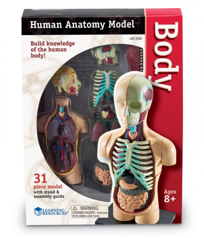 Anatomický model lidského těla