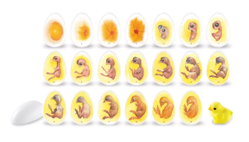 Životní cyklus kuřete