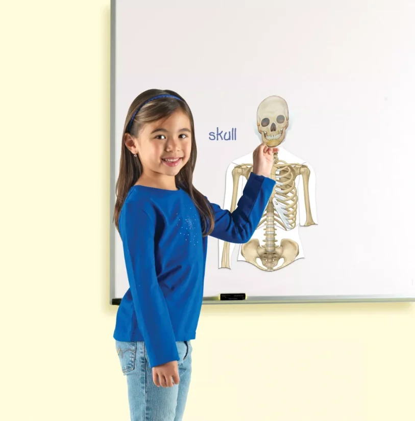 Oboustranné magnetické lidské tělo