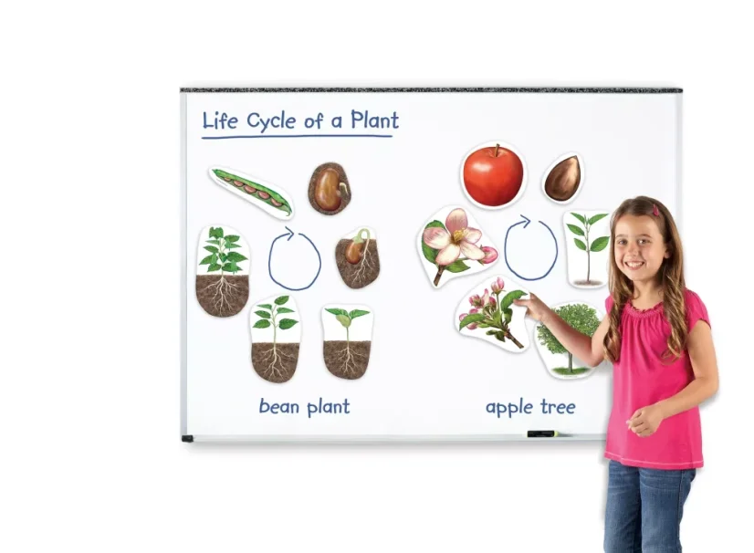 Magnetický životní cyklus - Rostlina