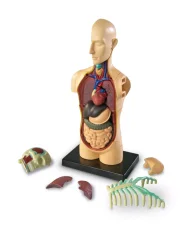 Anatomický model lidského těla