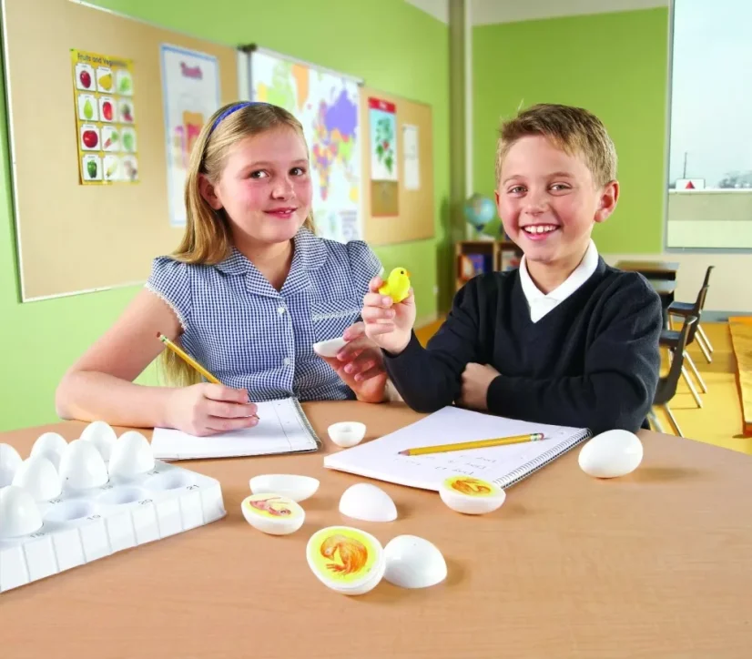 Životní cyklus kuřete