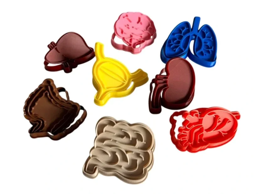 Sada tvořítek - Orgány (8ks)