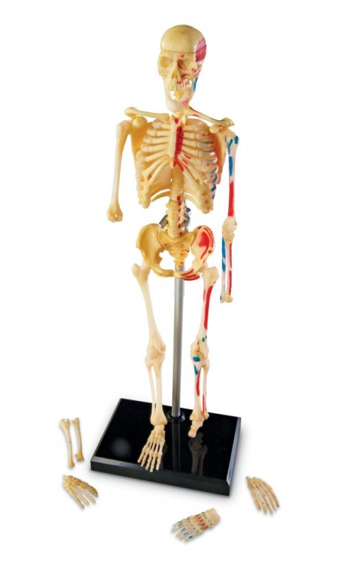 Anatomický model lidské kostry