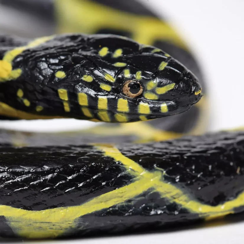 Korálovka pruhovaná