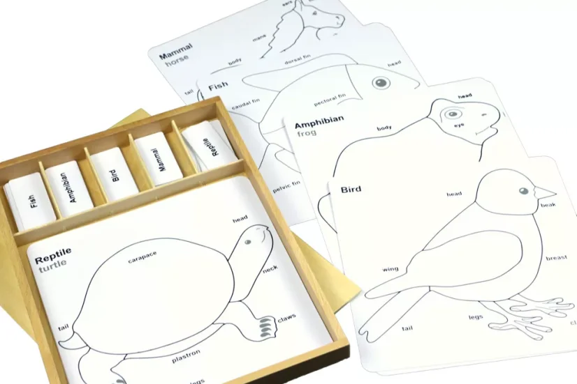 Sada aktivit k zoologickým puzzle (popisky v ANJ)