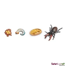 Životní cyklus - Brouk Roháč