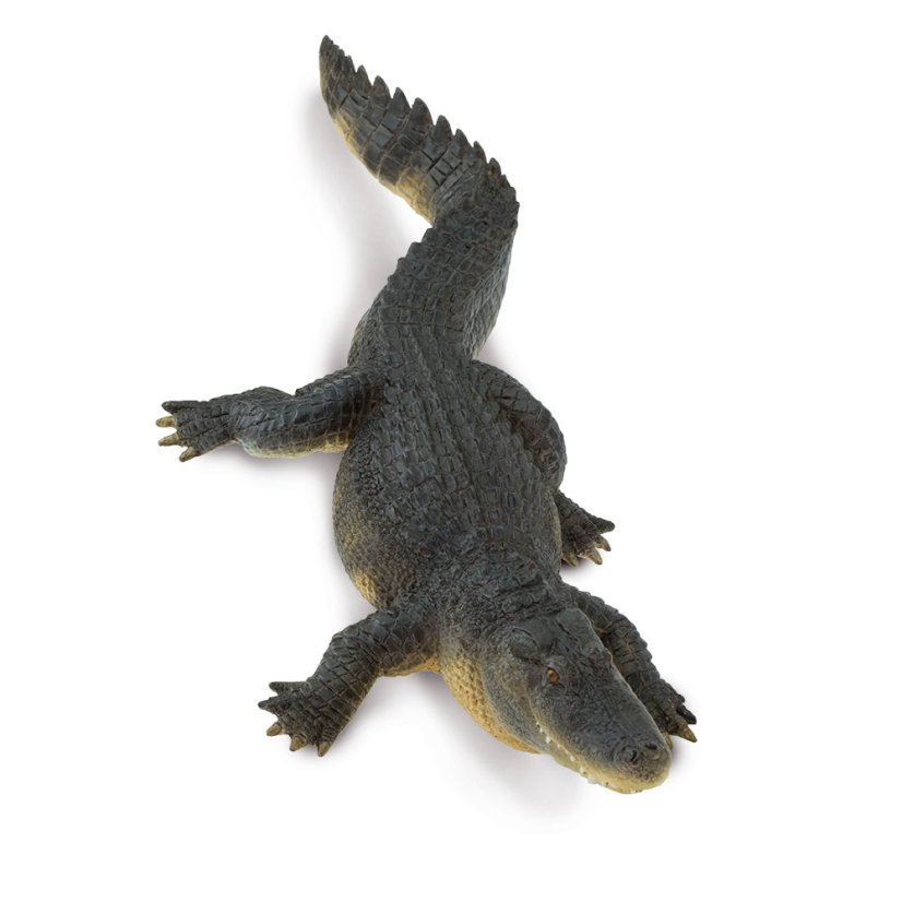 Aligátor