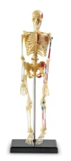 Anatomický model lidské kostry
