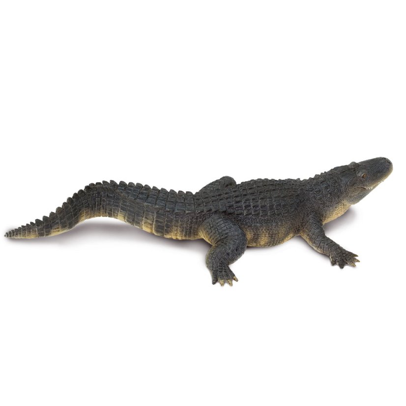Aligátor