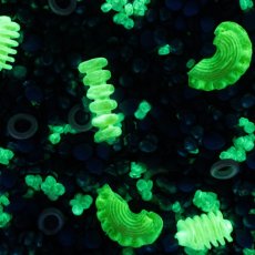 Plankton - fosforeskujici - 500g - kreativní mix