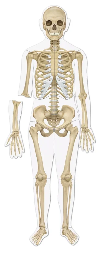 Oboustranné magnetické lidské tělo